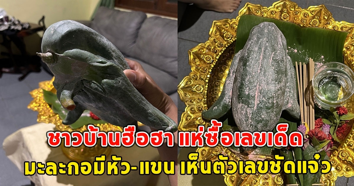 ชาวบ้านแห่ซื้อเลขเด็ด มะละกอมีหัว-แขน เห็นตัวเลขชัดแจ๋ว