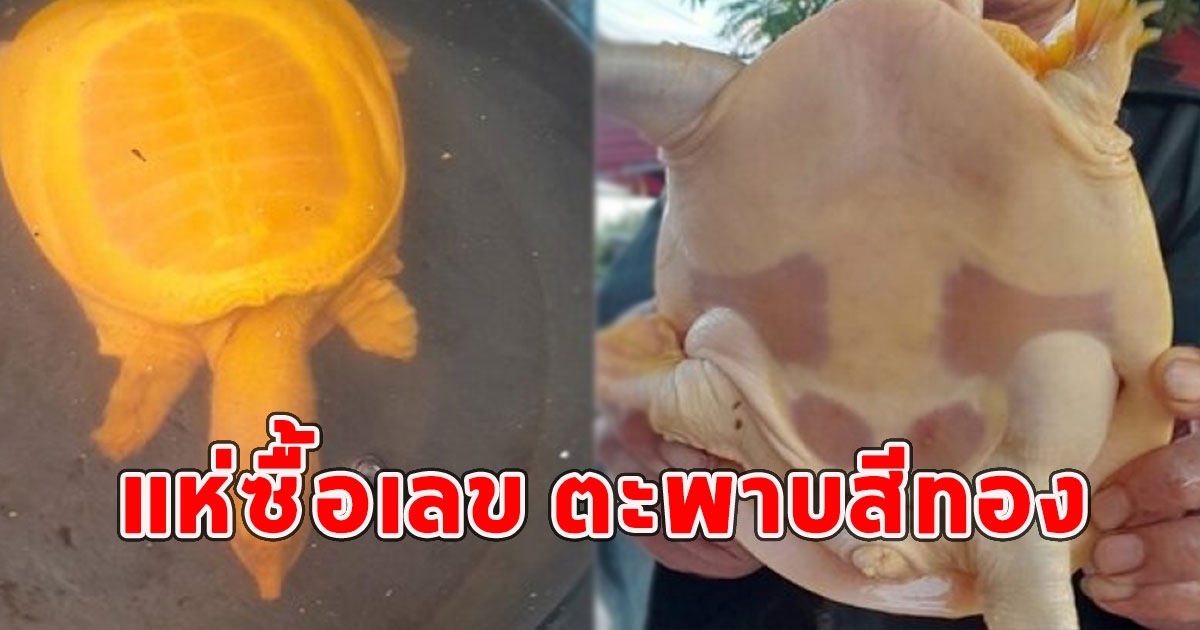 แห่ซื้อเลข ตะพาบสีทอง เชื่อมาให้โชคปีใหม่