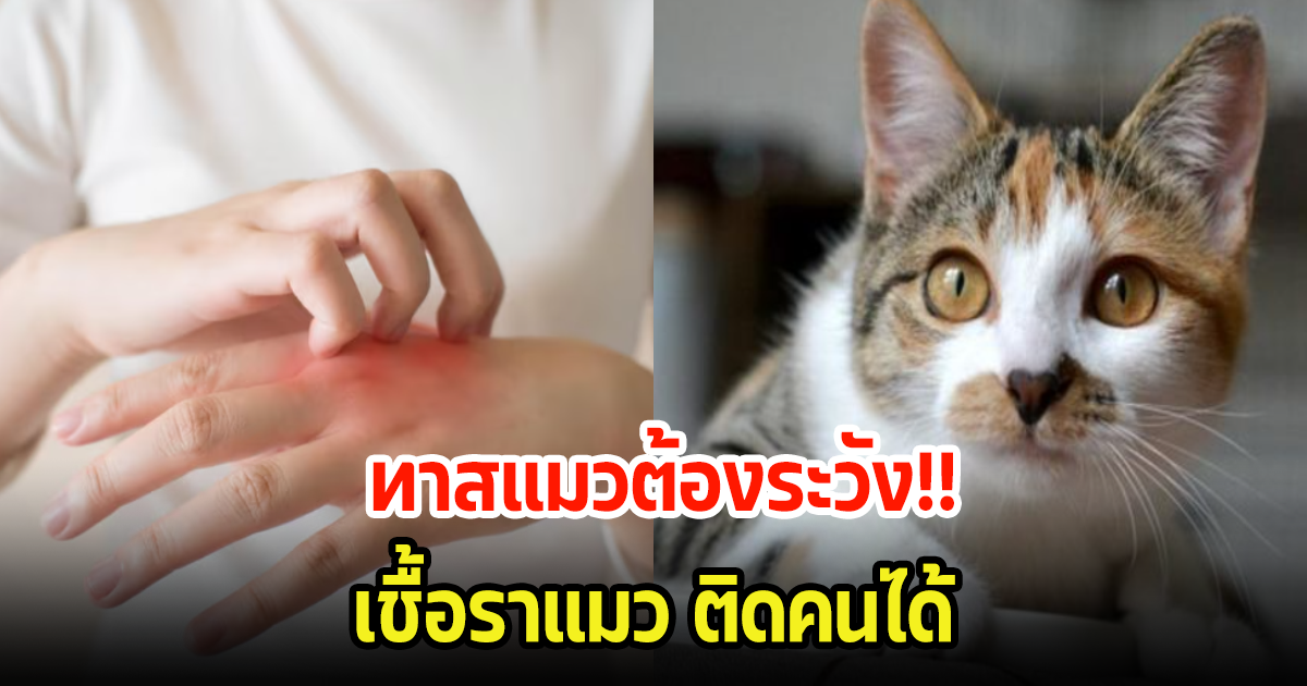 ทาสแมวต้องระวัง! เชื้อราแมวติดสู่คนได้ พร้อมเผยวิธีการป้องกัน