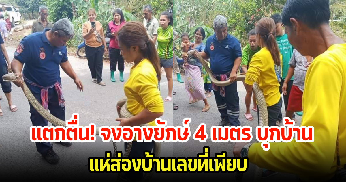 ชาวบ้านแตกตื่น! จงอางยักษ์ 4 เมตร บุกบ้านเลื้อยหนีลงท่อ แห่ส่องบ้านเลขที่เพียบ