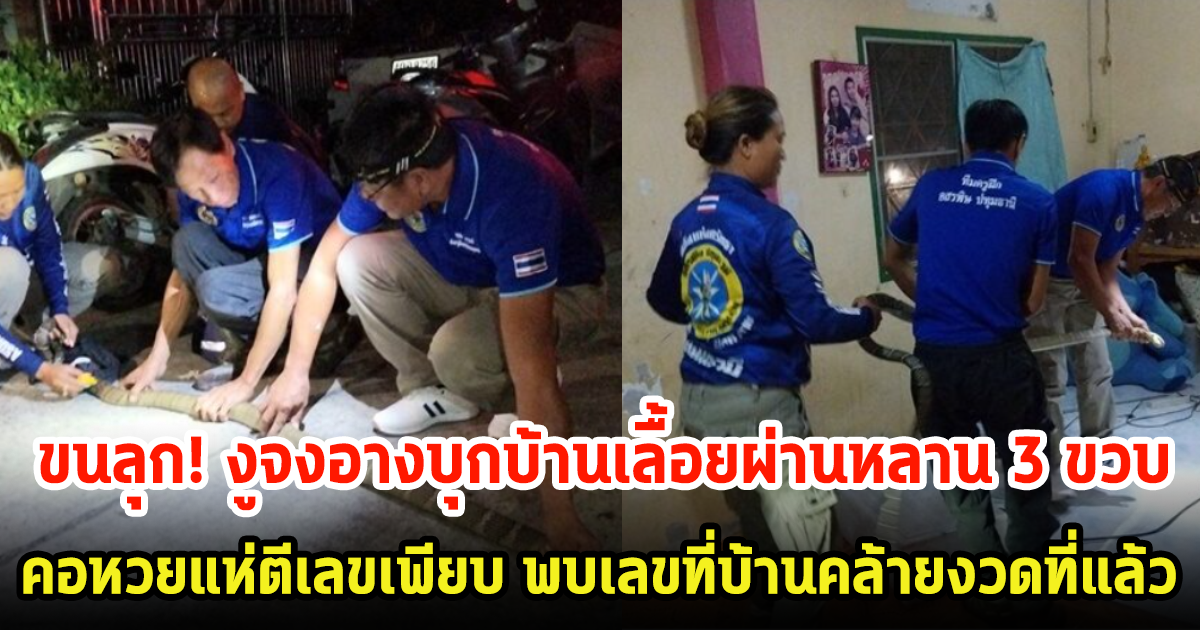 ชาวบ้านแห่ตีเลขสนั่น! งูจงอาง 3 เมตร บุกบ้านเลื่อยผ่านเด็ก 3 ขวบ พบเลขที่บ้านคล้ายงวดที่แล้ว