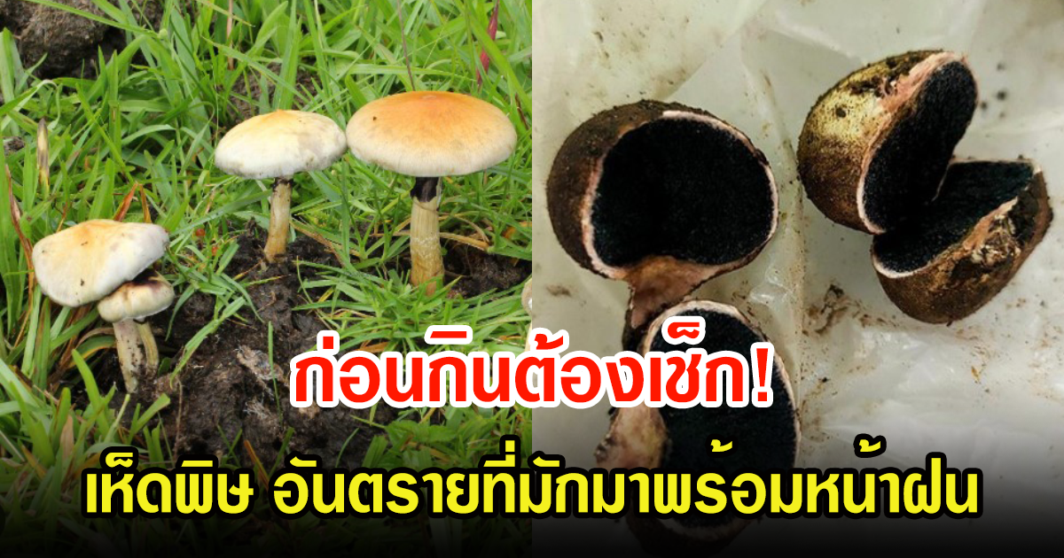 ดูเลย! 4 เห็ดพิษ อันตรายที่มักมาพร้อมหน้าฝนในไทย ระบาดหนัก ก่อนกินต้องเช็กให้ดี