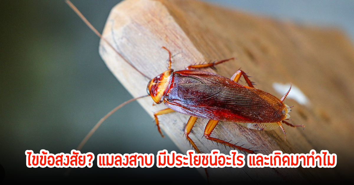 ไขข้อสงสัย? แมลงสาบ มีประโยชน์อะไร และเกิดมาทำไม