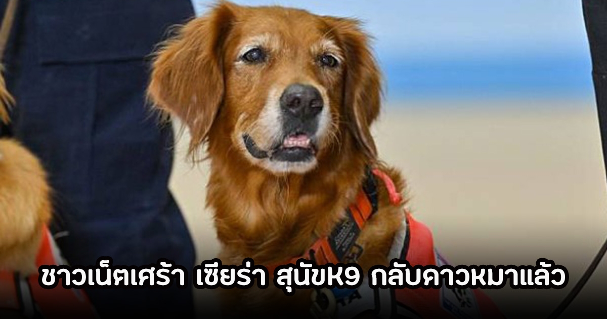 จำได้ไหม! เซียร่า สุนัขK9 ช่วยแผ่นดินไหวในตุรกีกลายเป็นไวรัล กลับดาวหมาแล้ว ชาวเน็ตเศร้า