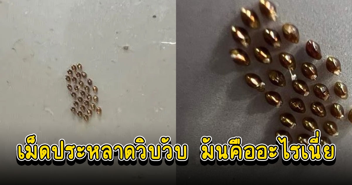 เจอเม็ดประหลาดวิบวับ คล้ายคริสตัล ถามคืออะไร