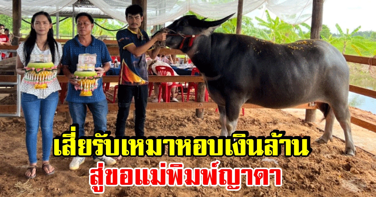 เสี่ยรับเหมา หอบเงินล้าน สู่ขอ แม่พิมพ์ญาดา ควายแม่พันธ์ ตรงตามอัตลักษณ์ควายไทย