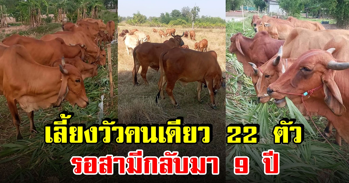 สาวสุดแกร่ง เลี้ยงวัวคนเดียว 22 ตัว หลังสามีต้องไปทำงานเกาหลี 9 ปี