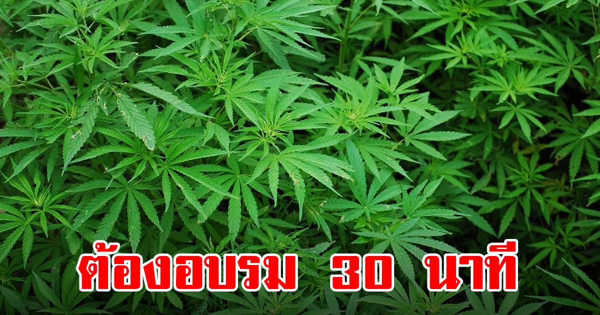 ราชกิจจาฯ ประกาศ เรื่องการใช้กัญชา-กัญชง ทำอาหาร ผู้ปรุงต้องอบรมหลักสูตร 30 นาที