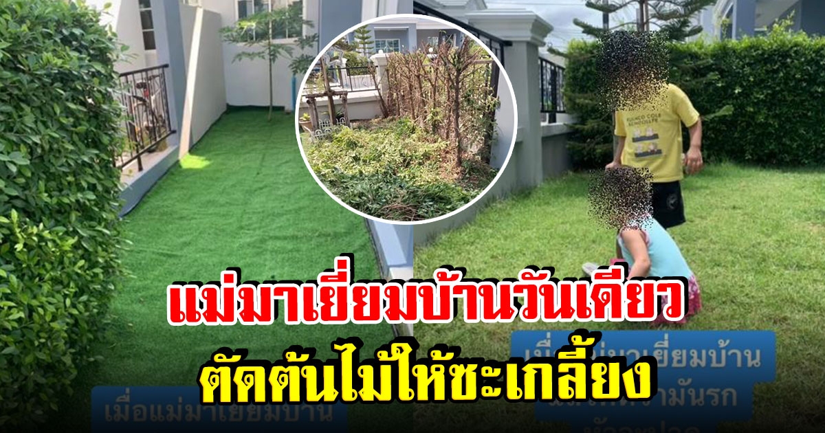 สาวปลูกต้นไทรเกาหลี ริมรั้วบ้านหวังบังสายตา ตกเย็นกลับมาเจอแม่หวังดี ตัดให้ซะเกลี้ยง