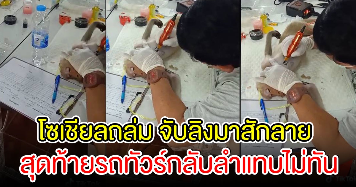 โซเชียลถล่ม เผยคลิป จับลิงมาสักลาย พอรู้เหตุผล รถทัวร์เลี้ยวกลับแทบไม่ทัน