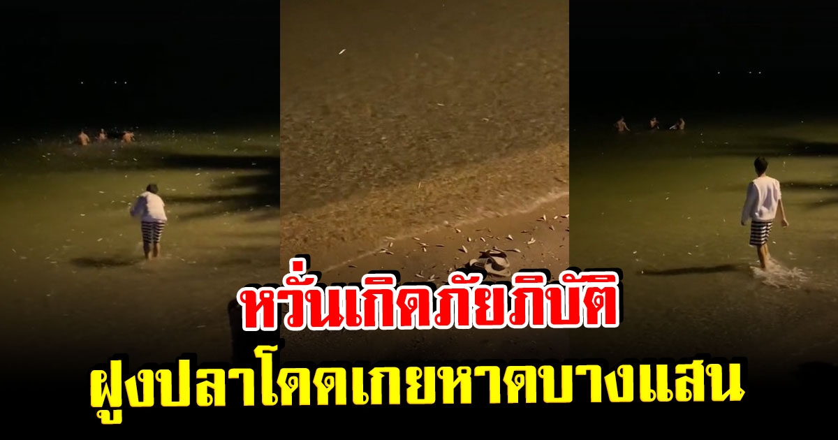 ฝูงปลาโดดเกยหาดบางแสน โซเชียลฮือฮา หวั่นเกิดภัยภิบัติ