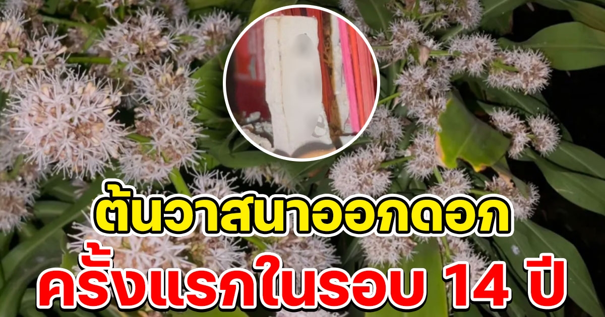 ต้นวาสนาออกดอกครั้งแรกในรอบ 14 ปี เลขธูปตรงกับเลขที่บ้าน