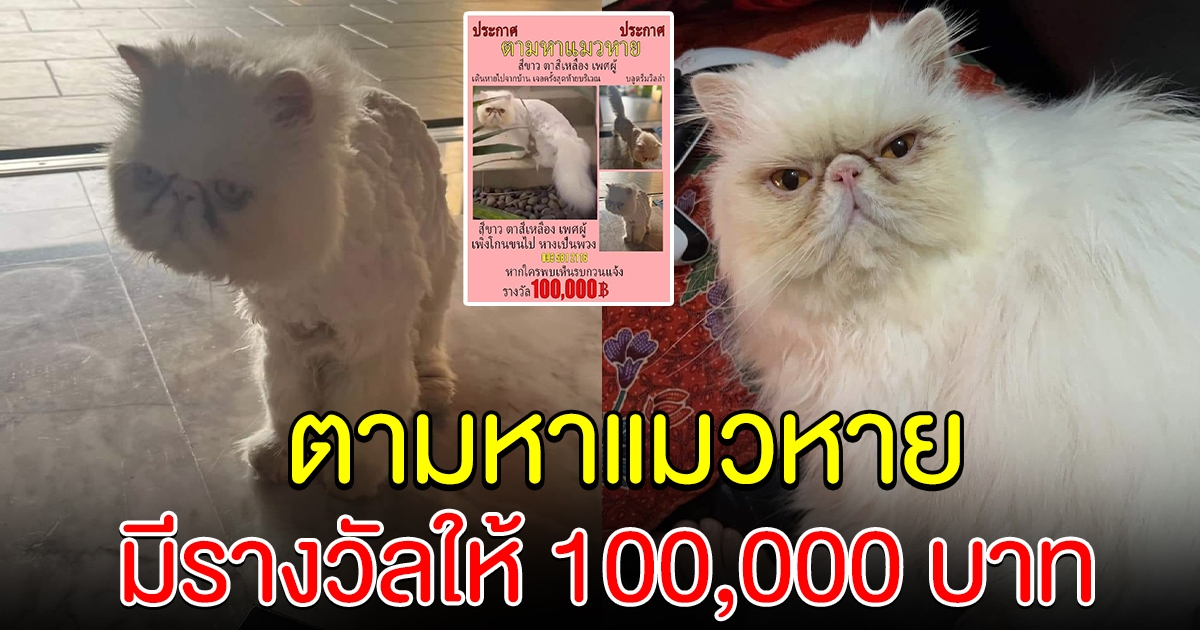 เจ้าของประกาศตามหาแมวเปอร์เซีย ตั้งรางวัลให้ 100,000 บ.