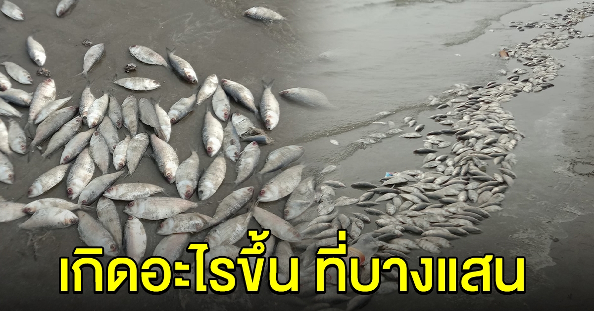 นักท่องเที่ยวไม่กล้าเล่นน้ำ หลังเจอปลาเกลื่อนหาดบางแสน