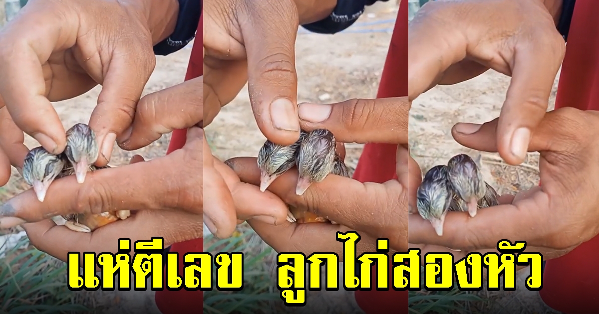 หนุ่มเกิดมาเพิ่งเคยเห็น ลูกไก่สองหัว คนแห่ตีเลขกันเพียบ