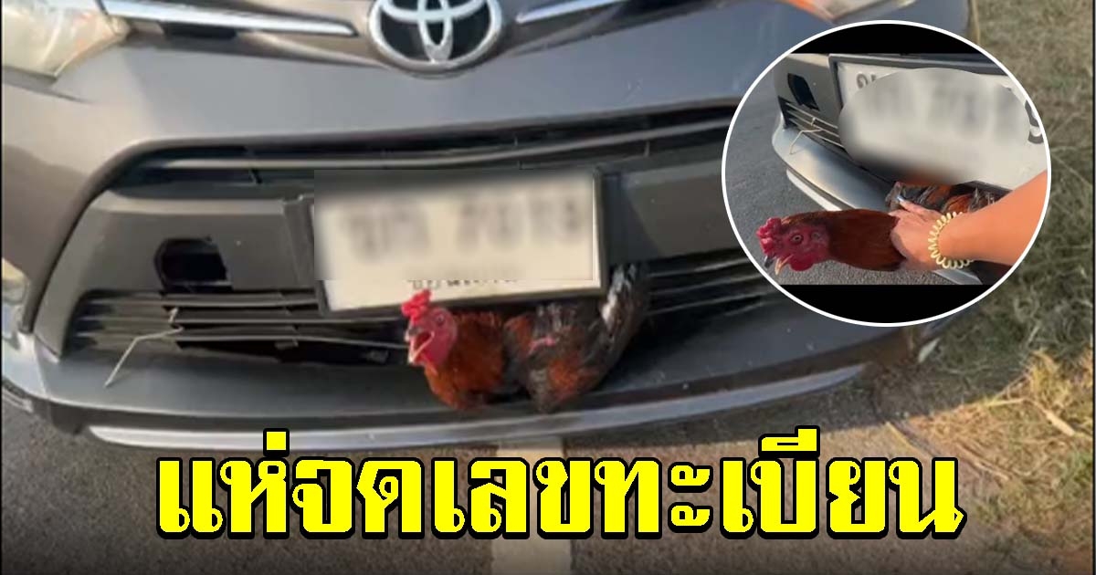 สาวสุดเซ็ง ขับเก๋งชนไก่ คนแห่จดเลขทะเบียนเป็นแนวทาง