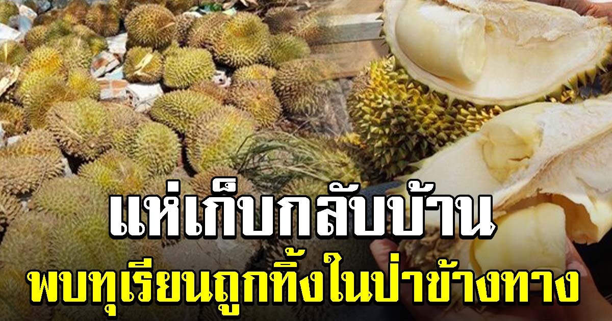 ชาวบ้านแห่เก็บทุเรียน หลังเห็นถูกทิ้งอยู่ในป่าข้างทาง