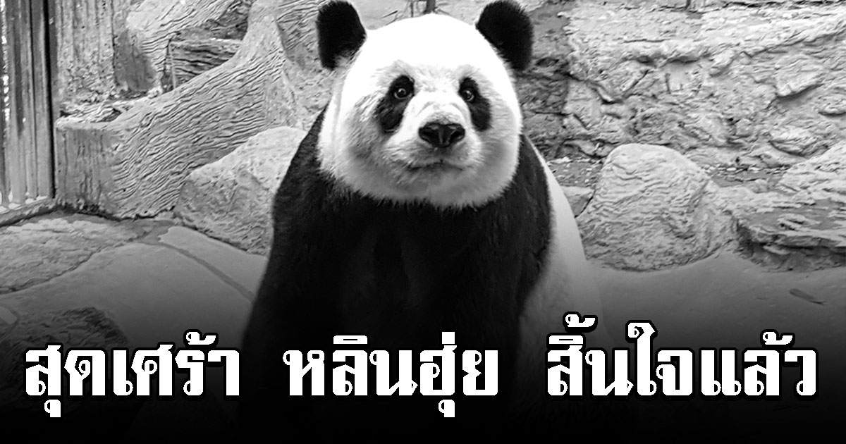 สุดเศร้า หลินฮุ่ย แพนด้าชื่อดังเชียงใหม่ จากไปแล้ว