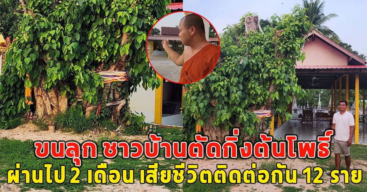 ขนลุก ชาวบ้านตัดกิ่งต้นโพธิ์ ผ่านไป 2 เดือน เสียชีวิตติดต่อกัน 12 ราย