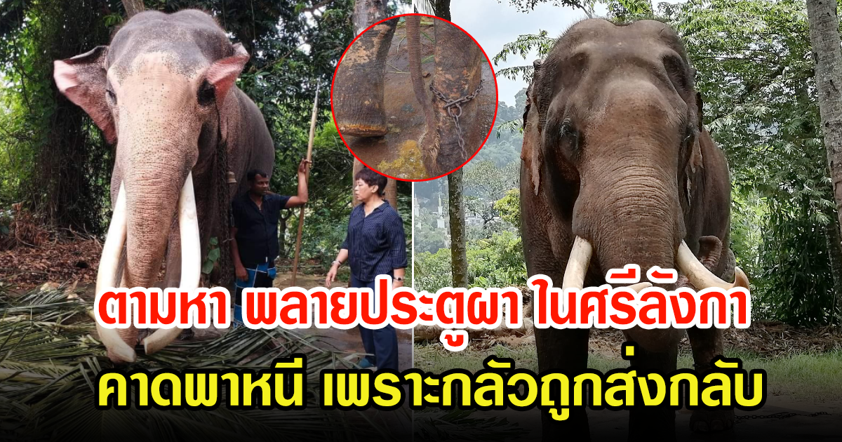 ชาวเน็ตโพสต์ตามหา พลายประตูผา ช้างไทยอีกเชือกในศรีลังกา คาดพาหนี เพราะกลัวถูกส่งกลับ