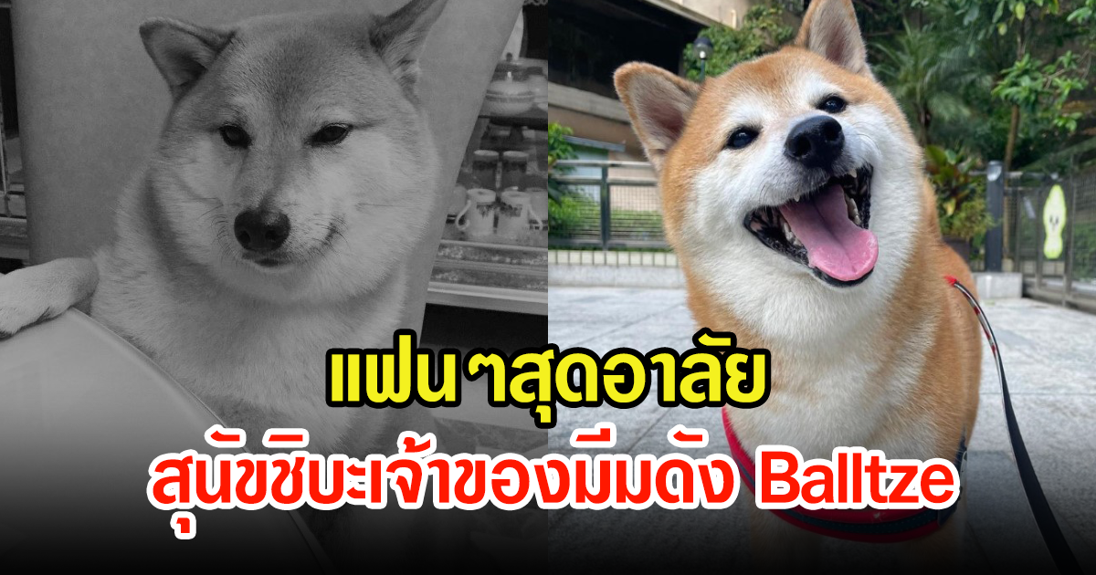 แฟนๆสุดเศร้า สุนัขชิบะเจ้าของมีมดัง Balltze ได้จากโลกนี้ไปหลังจากการผ่าตัด